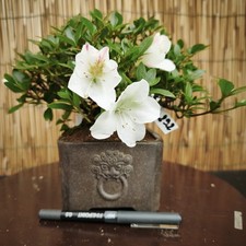 Bonsai azalea 23cm - di, h