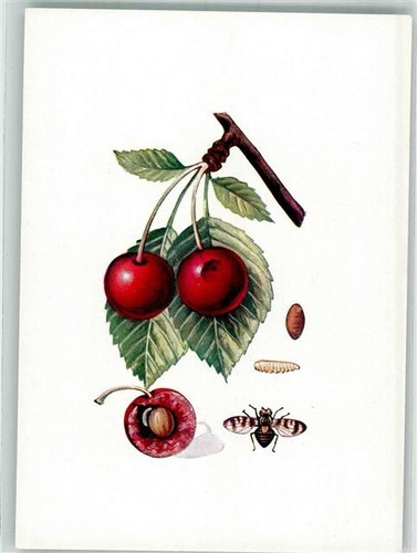 39806635 mosca ciliegia - 39806635,