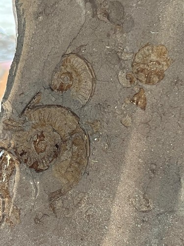 Lastra ammonite fossile - lastra,