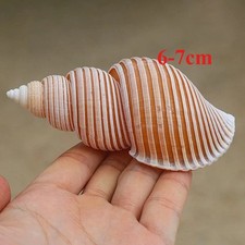 Esemplare di conchiglia rara
