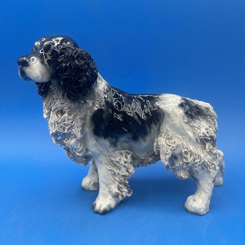 Scarce hardie arnita anni - arnita,