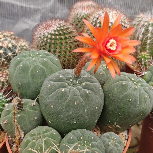 Matucana madisoniorum grani - 25,