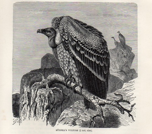 1894 avvoltoio rueppell - 1894,