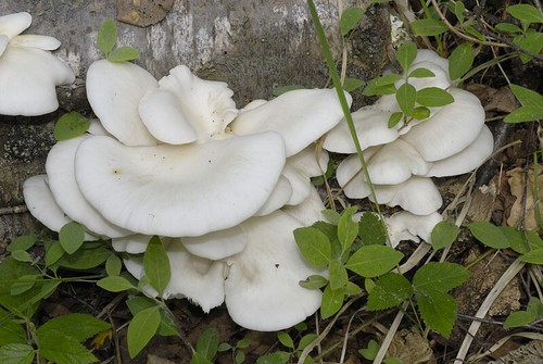 Ostrica perlata ml - ostrica, 10