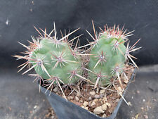 ECHINOCEREUS BRANDEGEEI CACTUS PIANTE GRASSE AGAVE 614