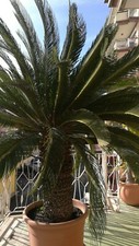 CYCAS CICAS PALMA PIANTA PER ESTERNO IN VASO RESINA DIAMETRO bulbo 90 centimetri
