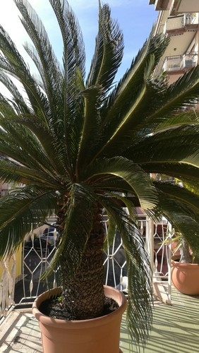 Cycas cicas palma pianta - cicas,