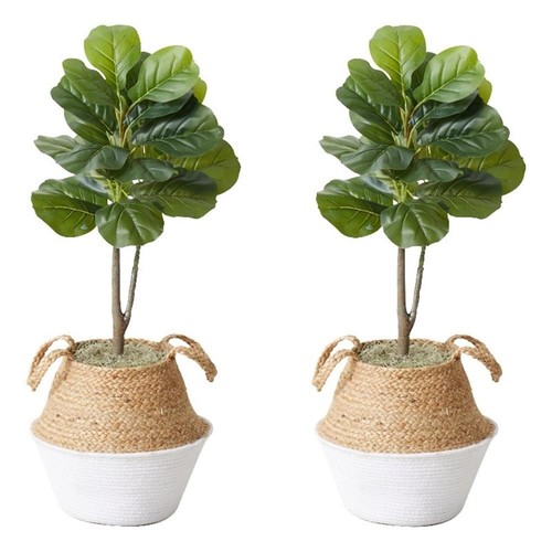 Albero fico foglia di - albero,