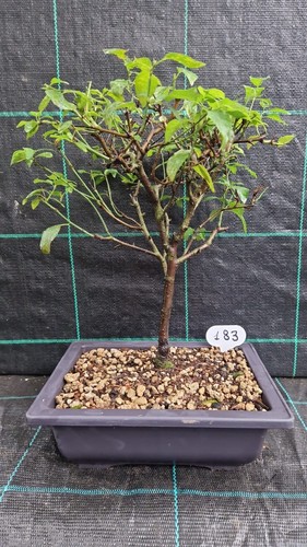 Bonsai susino mirabolano - bonsai,