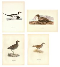 Stampe antiche UCCELLI 4 FOGLI ANATRE VOLTOLINO  SCHIRIBILLA 1917 Antique prints