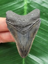 Dente scuro del megalodonte