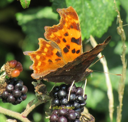 Photo 6x4 comma - photo,