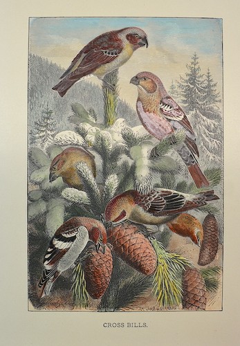 Cross bills loxia - bills, (loxia
