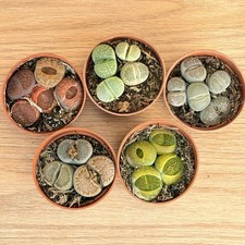 Lithops MIX ,  pot 5,5 cm