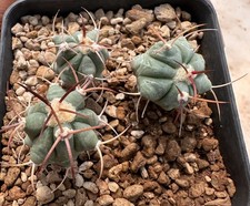 Echinocactus horizonthalonius