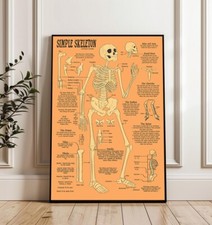 Poster anatomia studio