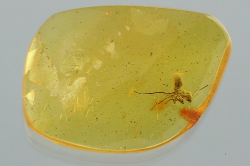 Grande ant dolichoderinae - grande,