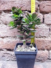 Crassula portulacea 20 cm