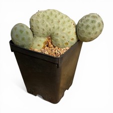 Tephrocactus Geometricus F