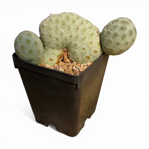 Tephrocactus geometricus - geometricus, f