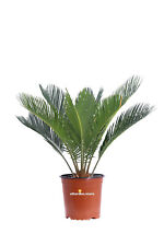 Pianta di Cycas Revoluta