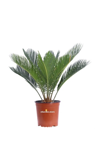 Pianta cycas revoluta - di,