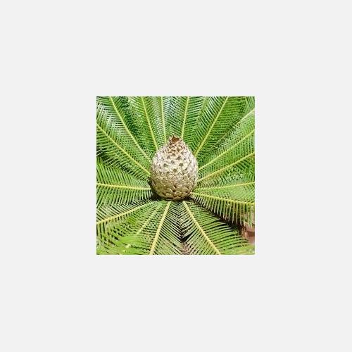 Dioon edule cicadea - edule, –