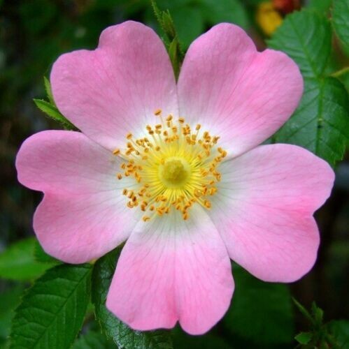Rosa selvatica - selvatica, "rosa