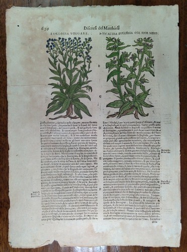 Stampa antica erbario mattioli - antica,