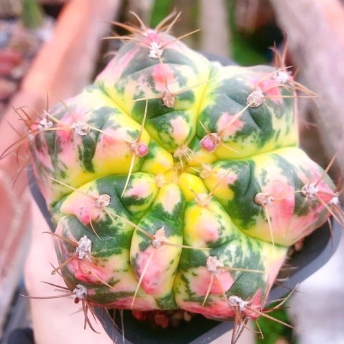 Pianta cactus succulenta 4 - cactus,