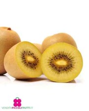 Pianta di KIWI GIALLO