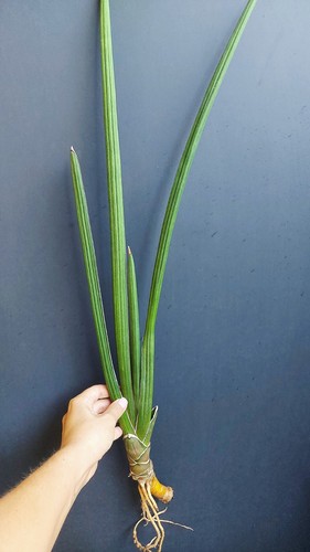 Sansevieria deserti offset - sansevieria,