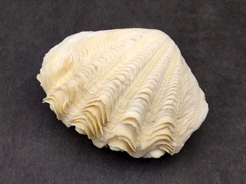 Derasa clam conchiglia bianca - derasa,
