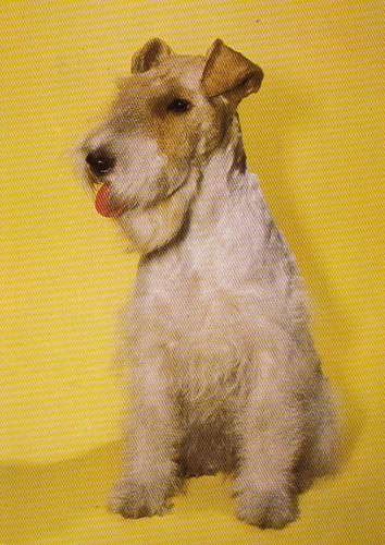 Cartolina foxterrier - foxterrier, *
