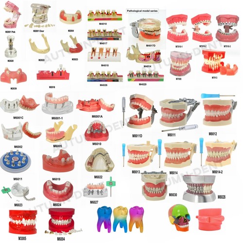 Dentale typodont modello denti - dentale,