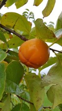 Diospyros kaki (De semis) /
