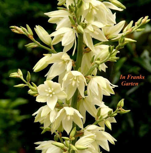Yucca filamentosa giglio - , di