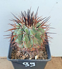 Copiapoa cinerea cifuncho - copiapoa,