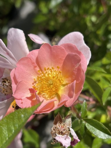Piante rosa canina in - rosa,