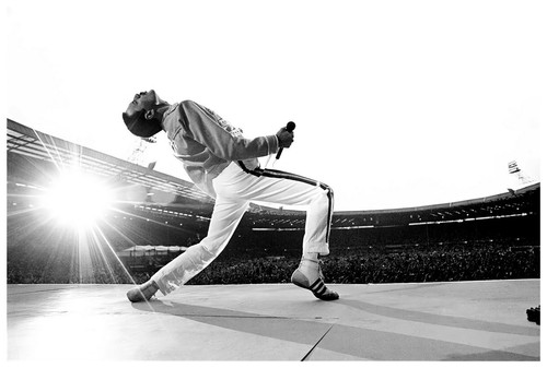 Poster freddy mercury 24x36 - poster,