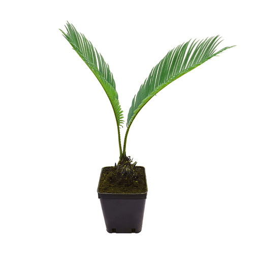 Palma giapponese cicas cycas - giapponese, "cycas