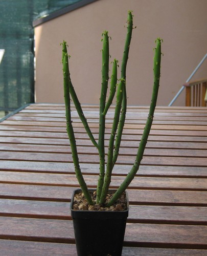 Euphorbia alluaudii