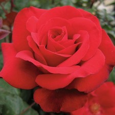 Rosa rifiorente rossa