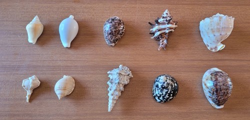 Lotto conchiglie marine - lotto,