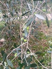 Piante di Ulivo Olivo leccino o frantoio n. 120