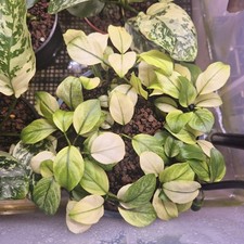 Anubias Largo Bianco
