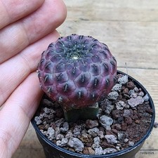 Sulcorebutia rauschii