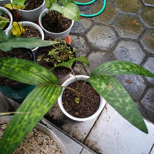 Palma licuala maculata rara - palma,