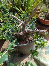 Pre bonsai olivastro - 5.,