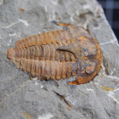 Trilobite kingaspidoides - trilobite,